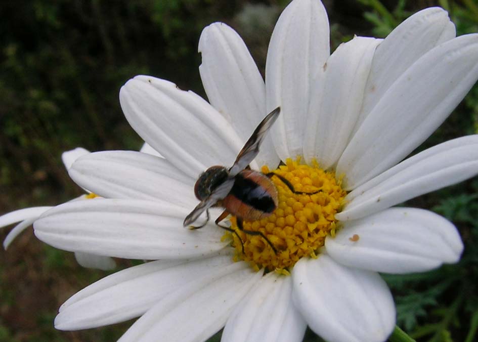 Ectophasia crassipennis